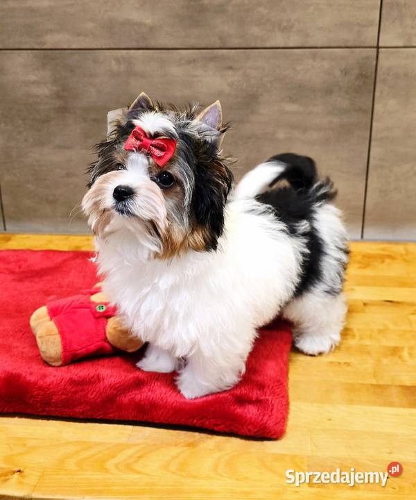 Śliczna suczka Biewer Yorkshire Terrier Psy Orzesze sprzedam