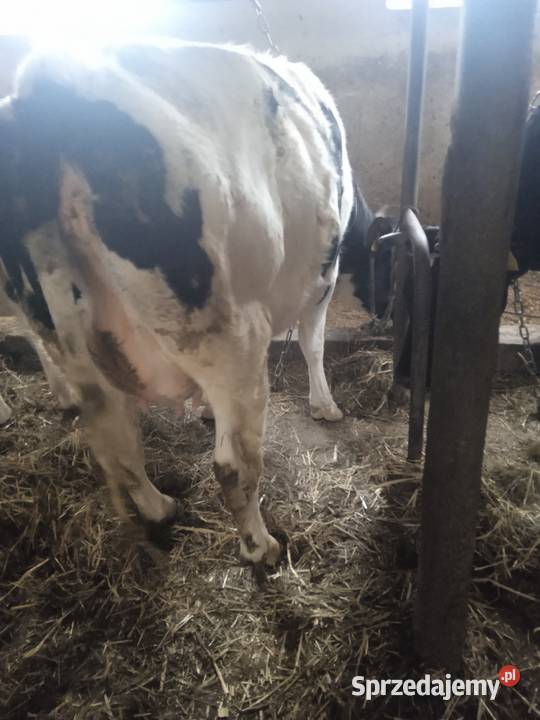Sprzedam jałówkę na wycieleniu łódzkie Parądzice