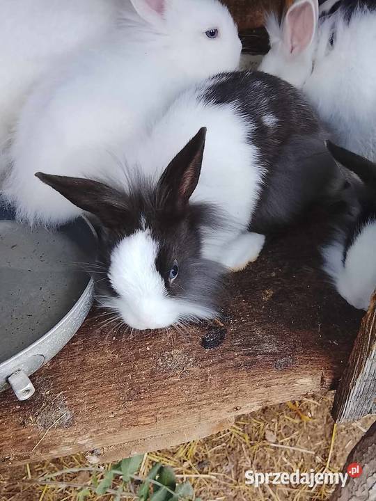 Króliki Błonie sprzedam