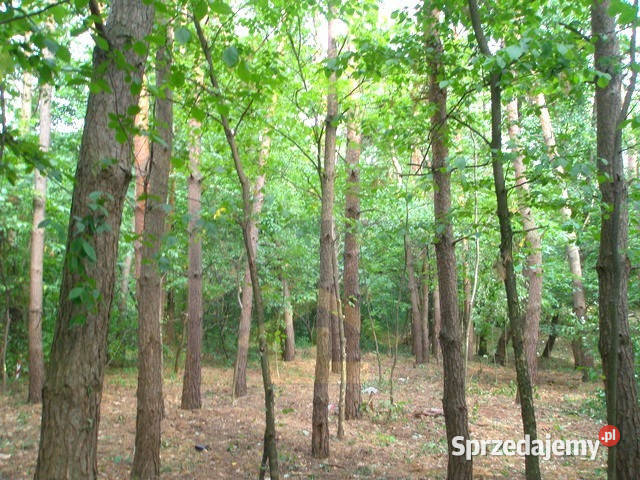 Działka leśna w Otwocku mazowieckie Otwock