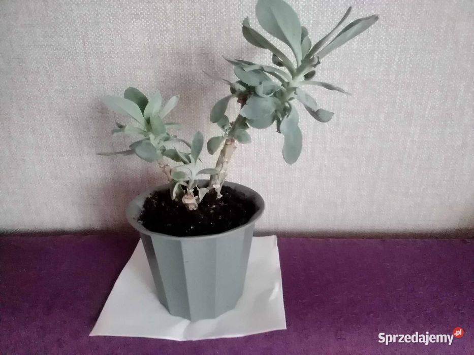 Himalaya senecio cephalaphorus roślina Łódź