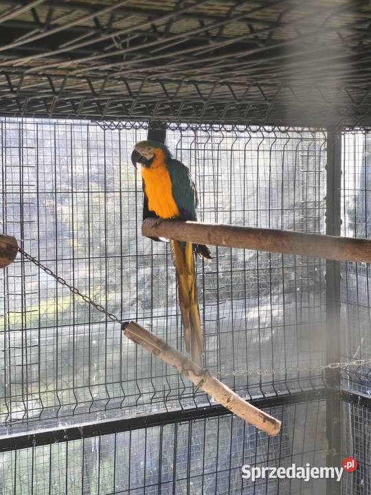 Ary ararauny para 2023 r Ptaki sprzedam