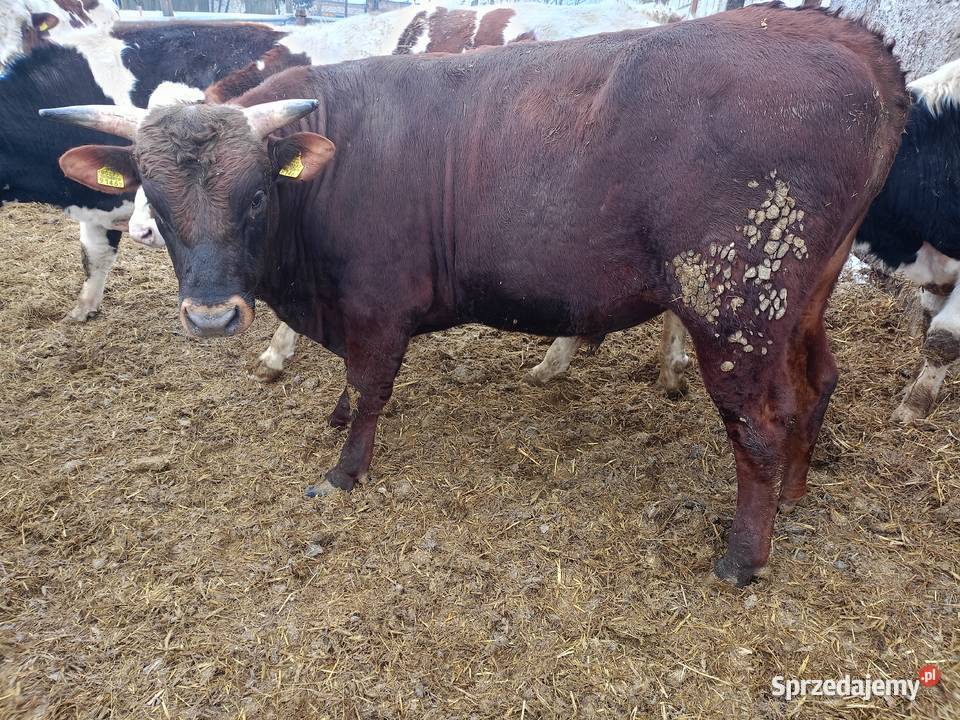 Byczek byk kujawsko-pomorskie