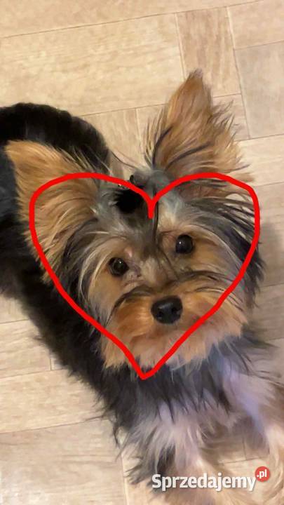 Sprzedam suczkę york sdalowo złota Gliwice sprzedam