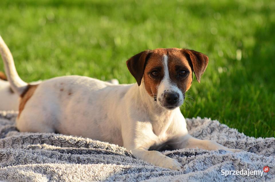 Przepiękna suczka rasy Jack Russell Terrier Radziejów