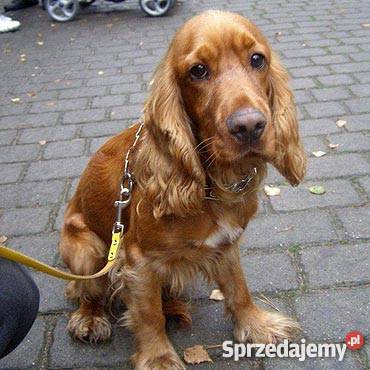 Coker spaniel suczka Psy Konstantynów Łódzki sprzedam