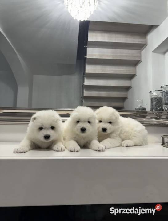 Szczeniaki Samoyed FCI Oleśnica