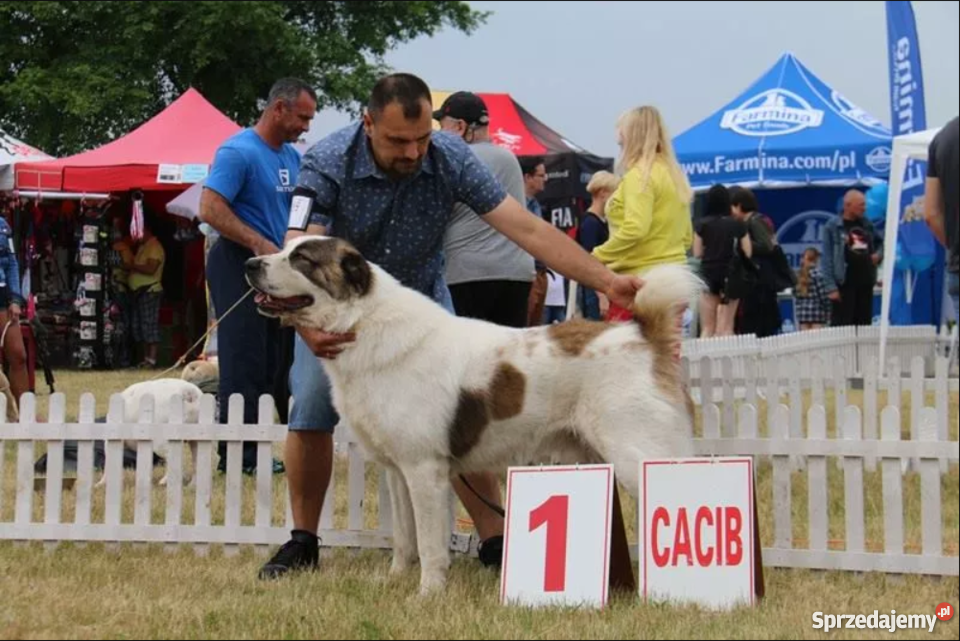 Owczarek Środkowoazjatycki FCI Suczka lubelskie