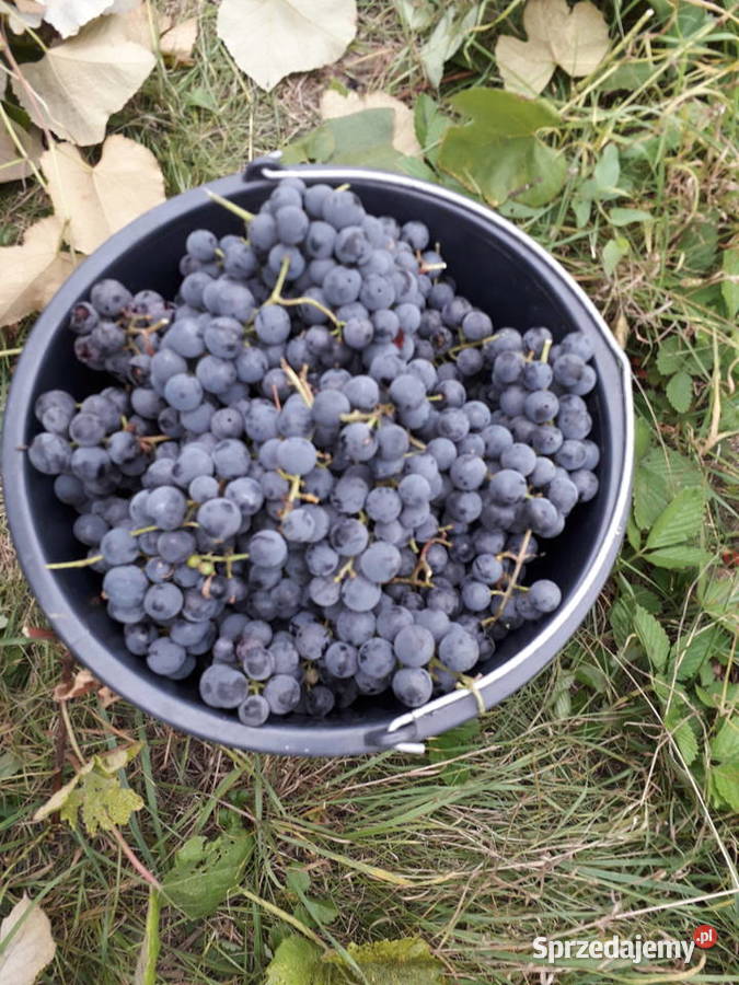Winogron Sadzonki VENUS do 15 m Jarosław sprzedam