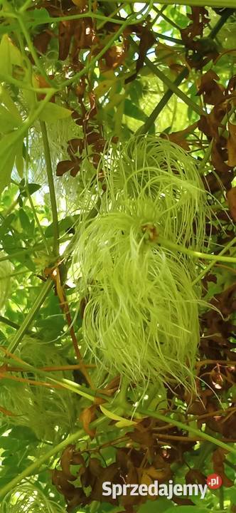Bill MacKenzie powojnik clematis pnącze małopolskie