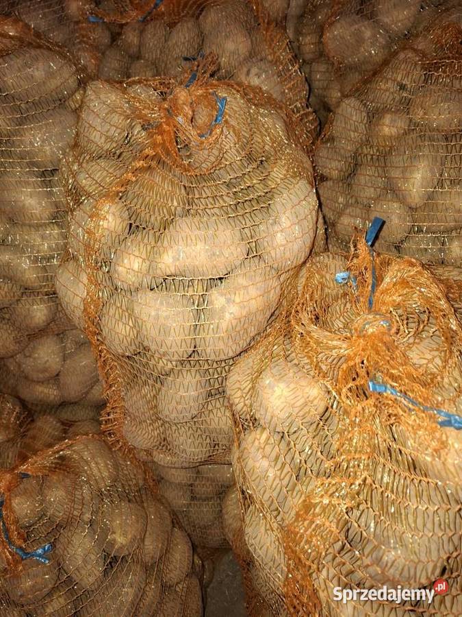 Ziemnikai soraya Kalina Mała