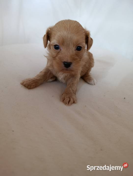 Cavapoo f1b szczenięta Pozostałe Krapkowice sprzedam