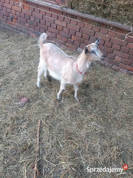 Sprzedam koziolki