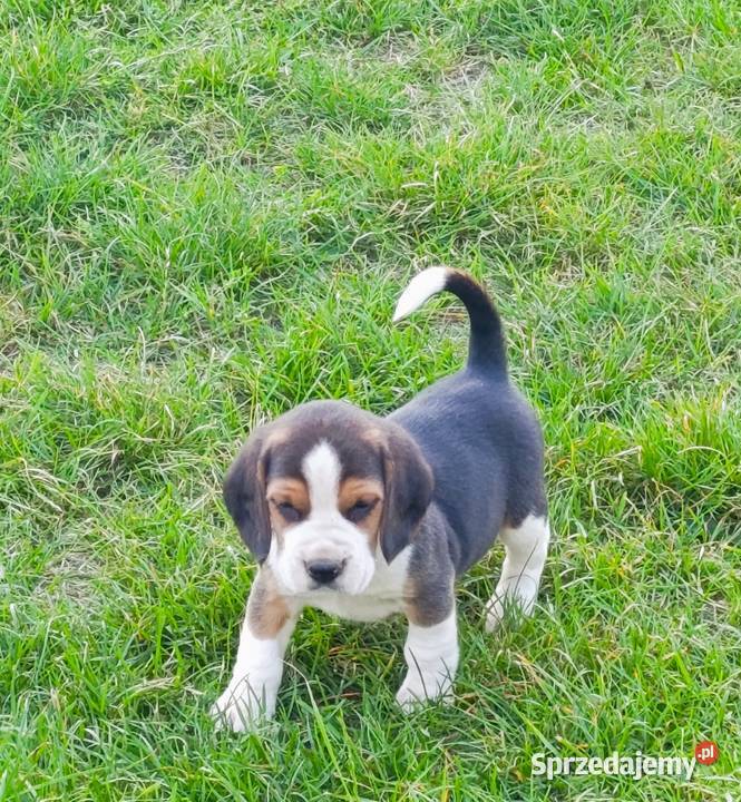 Beagle tricolor szczenięta Zwierzęta sprzedam