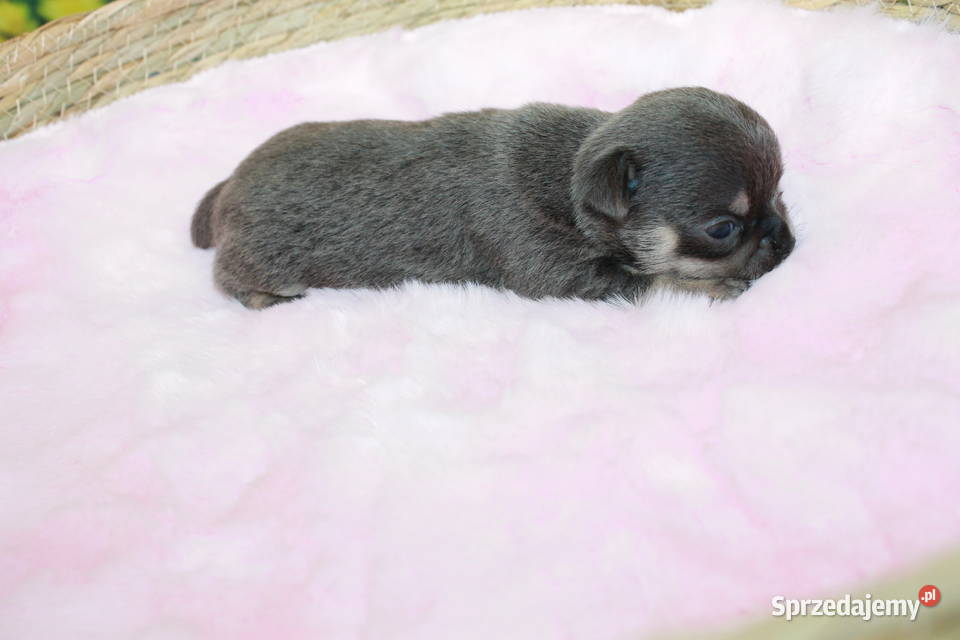 Chihuahua krótkowłosy niebieski chłopczyk ZKwP Świnoujście