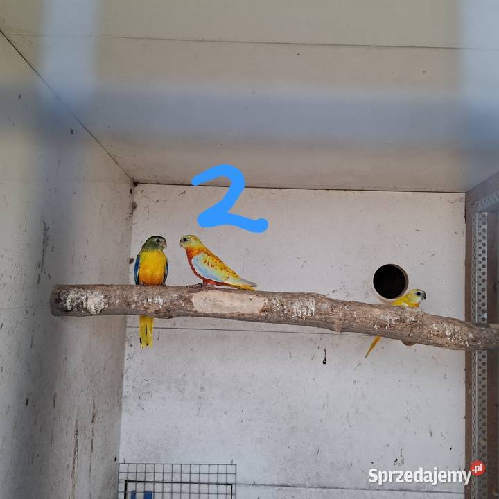 Ksiezniczka walii czerwono skrzydła konura