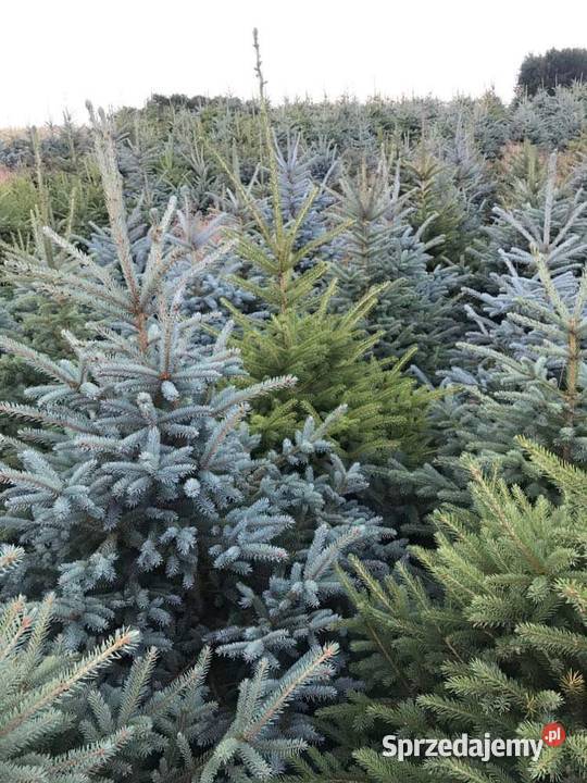 Choinki z własnej plantacji świerk srebrny Lipsko