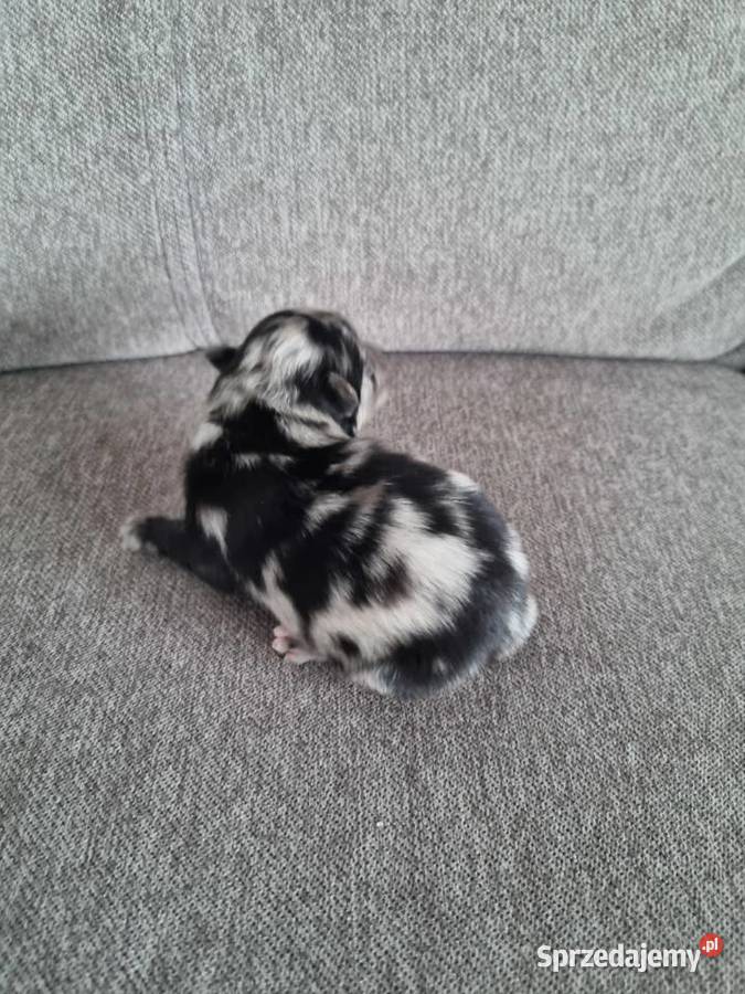 Szpic miniaturowy szczenięta Szpic miniaturowy Wieruszew