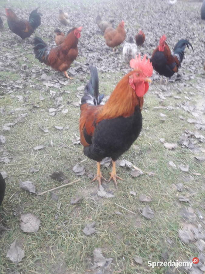 Kogutki male i średnie
