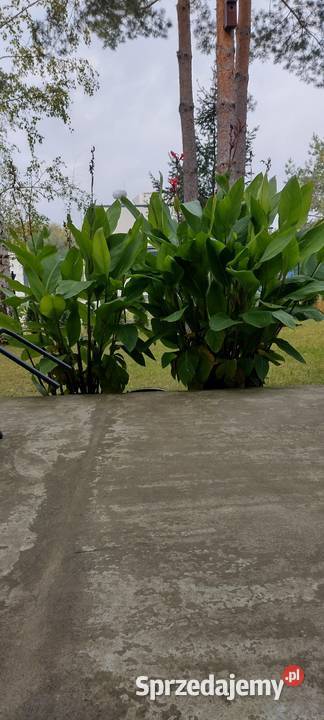 Kanna czerwona Liściaste Komornica sprzedam