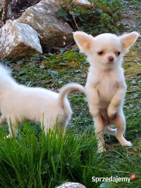 Śliczna malunia sunia chihuahua dolnośląskie