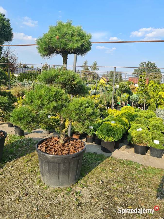 Bonsai Bonsay Formowane krzewy Rydzyny