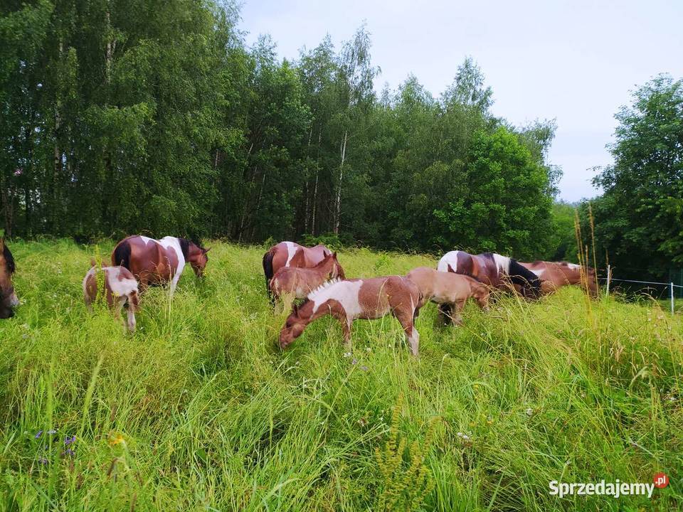 Ogierki huculskie hucuły odsadki