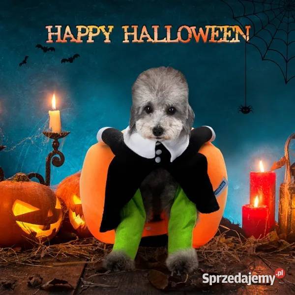 Strój ubranko dynia Halloween psa przebranie Bolesławiec sprzedam