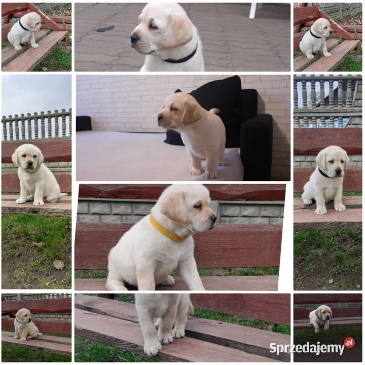 Labrador retriever biszkoptowy Iłża