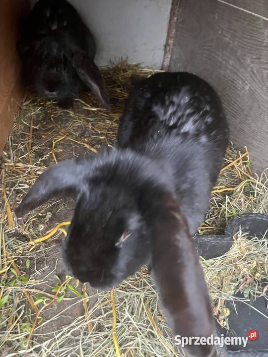 Królik łódzkie Głuchów