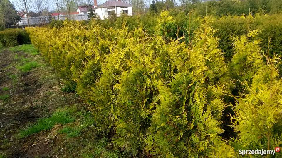Tuja Europe Gold złotożółta tuja Kraków małopolskie
