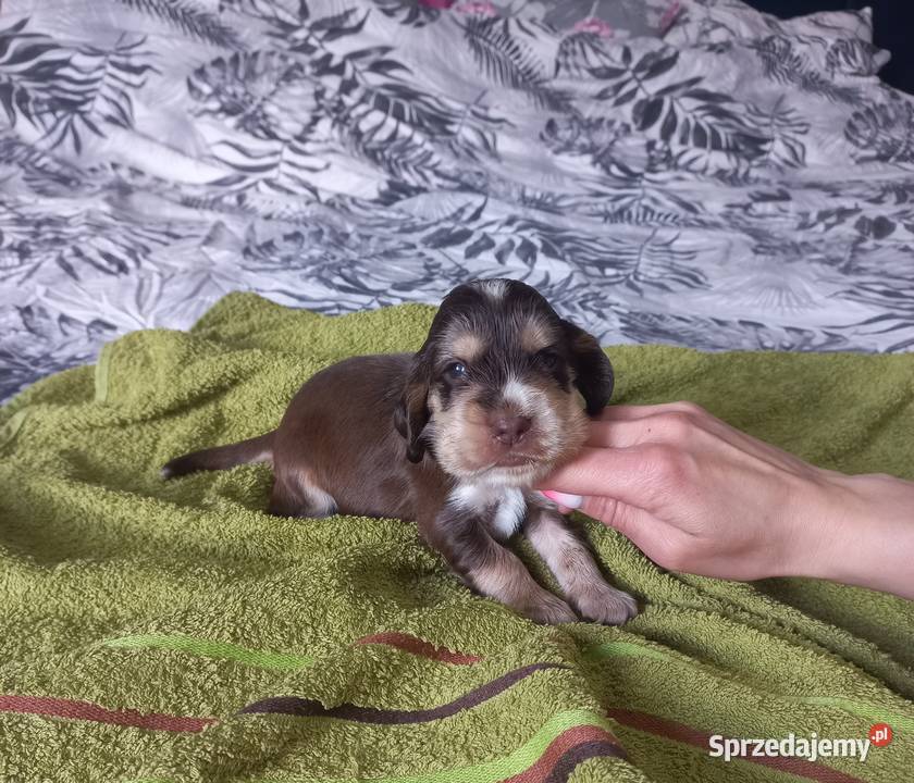 Cocker Spaniel Angielski Piesek Jutrosin