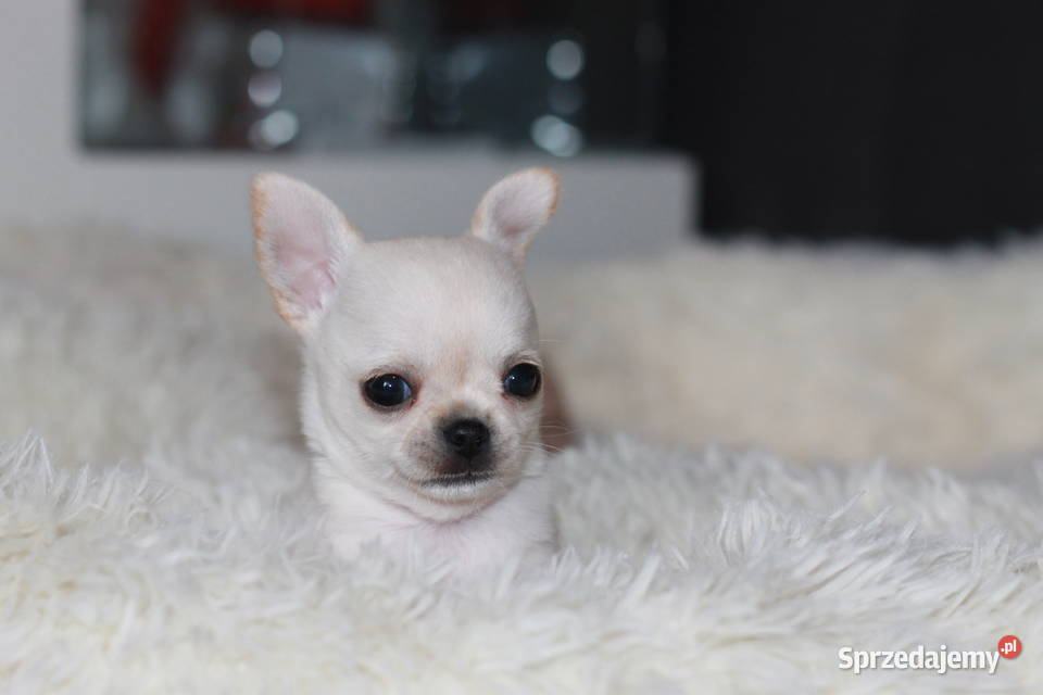 Chihuahua Geri krótkowłosey ZKwP FCI