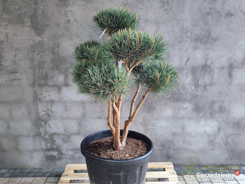 Sosna pospolita formowana 090 NIWAKI BONSAI Bonsai