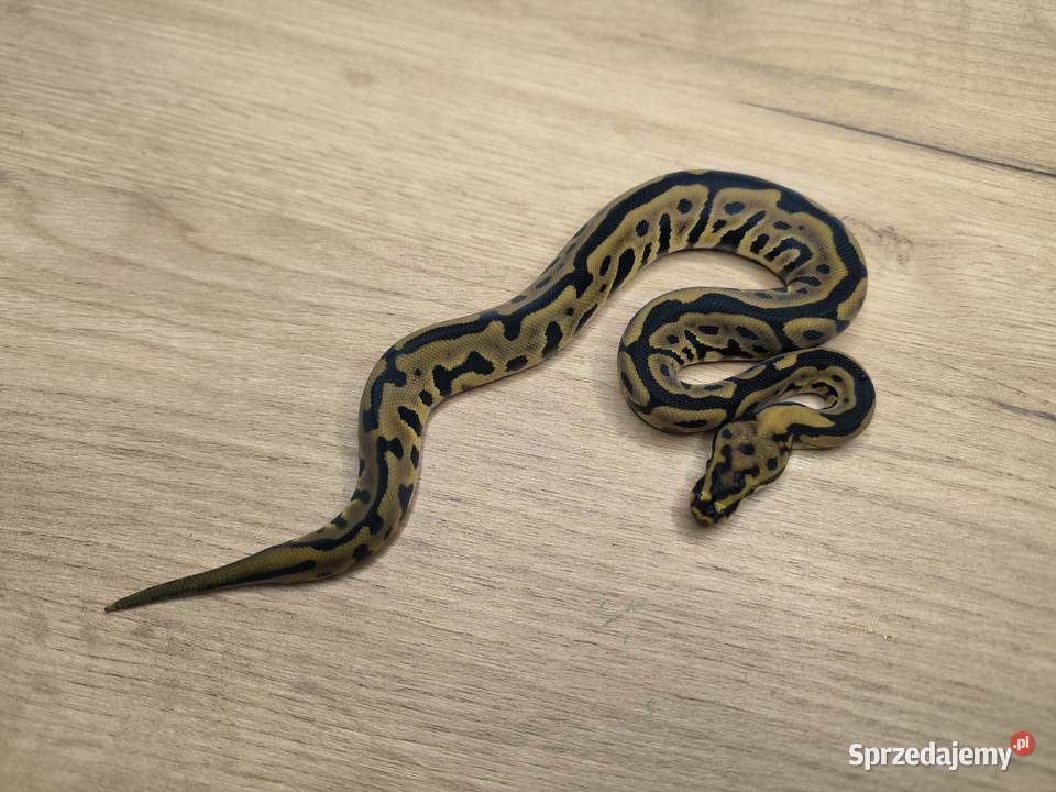 Pyton królewski Leopard Spotnose poss Mahogany Makowiec sprzedam