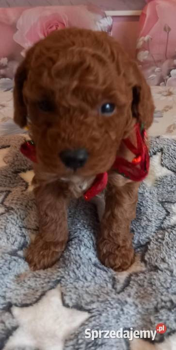 Pudel miniaturowy toy Boguchwała