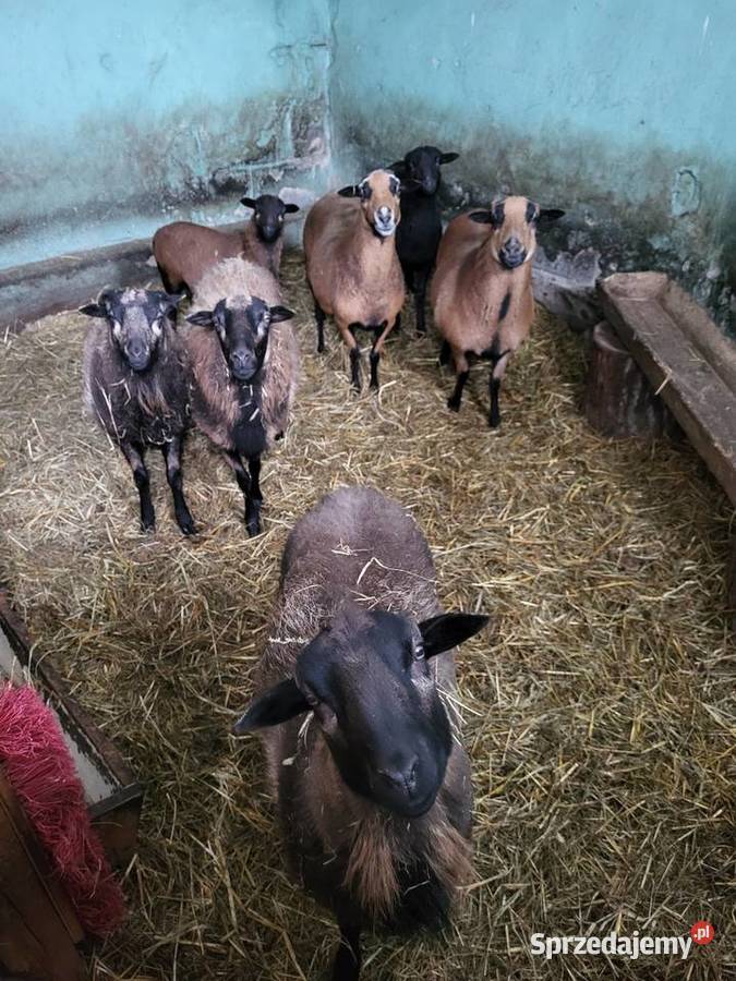 Sprzedam owieczki Mława
