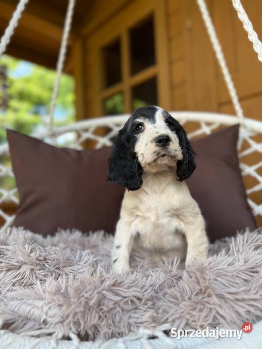 Piękny piesek Cocker Spaniel Angielski z Warszawa