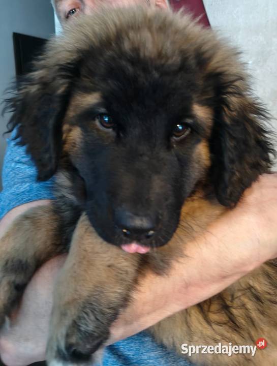 Leonberger szczeniak suczka ZKwPFCI Pozostałe łódzkie Chociszew
