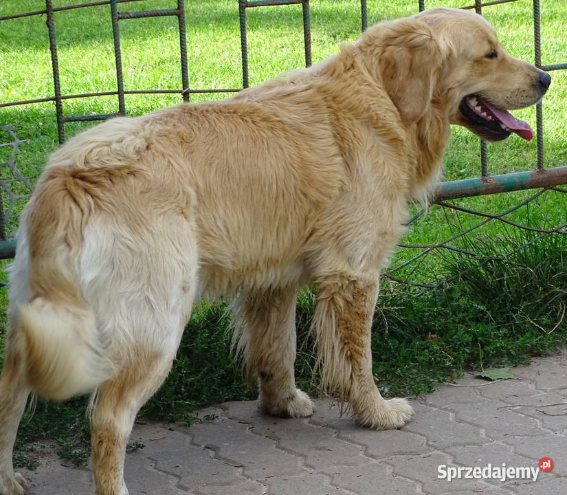 Golden retriever 16 miesięczny Zwierzęta Przysucha