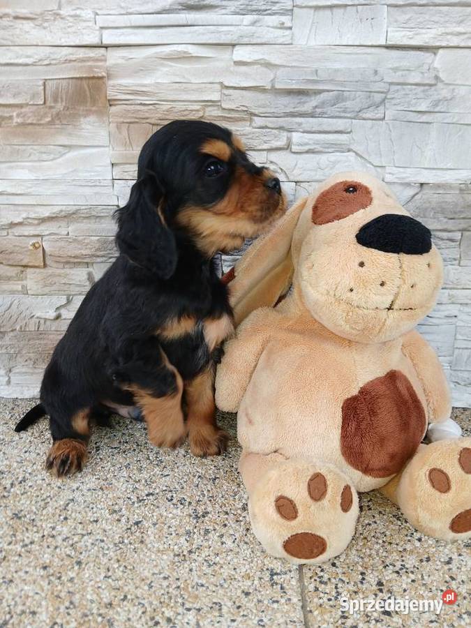 Śliczny piesek Cocker Spaniel Angielski łódzkie sprzedam
