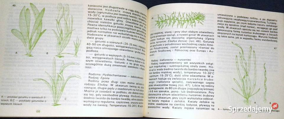 Akwarium w mieszkaniu Stefan Kornobis Chełm