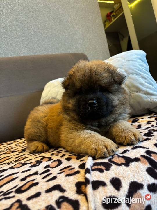 Chow Chow