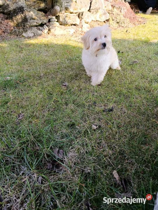 Piesek Maltipoo świętokrzyskie Szczaworyż sprzedam
