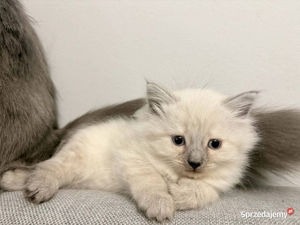 Kot Pozostałe Knurów sprzedam