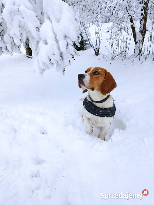 Szczeniaki beagle do rezerwacji podkarpackie Sanok sprzedam