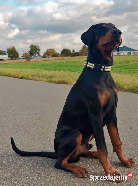 Newton Championie stabilny inteligentny z lubelskie Lublin