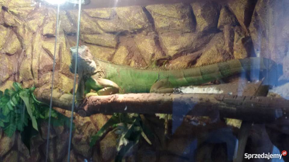sprzedam legwana zielonego z terrarium Bełchatów