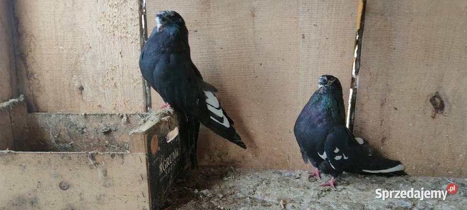 Orliki lubelskie Zwierzęta Tokarówka