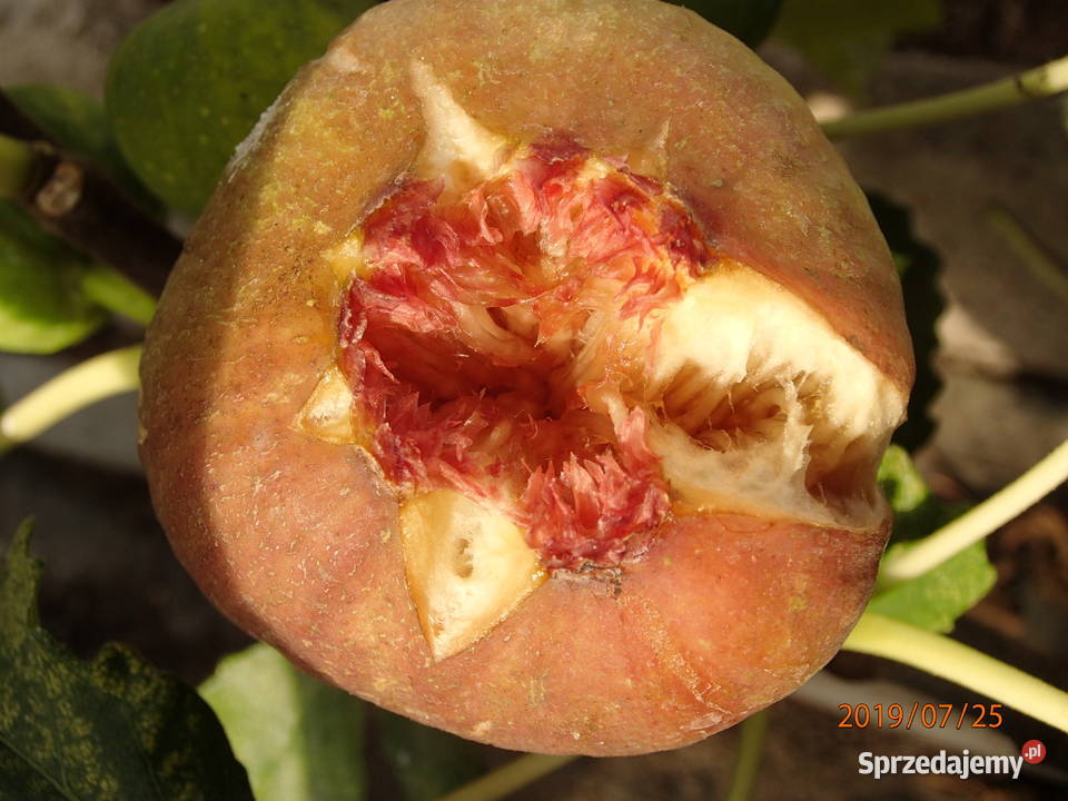 Figa brown turkey sadzonka w doniczce 2030 łódzkie Łódź